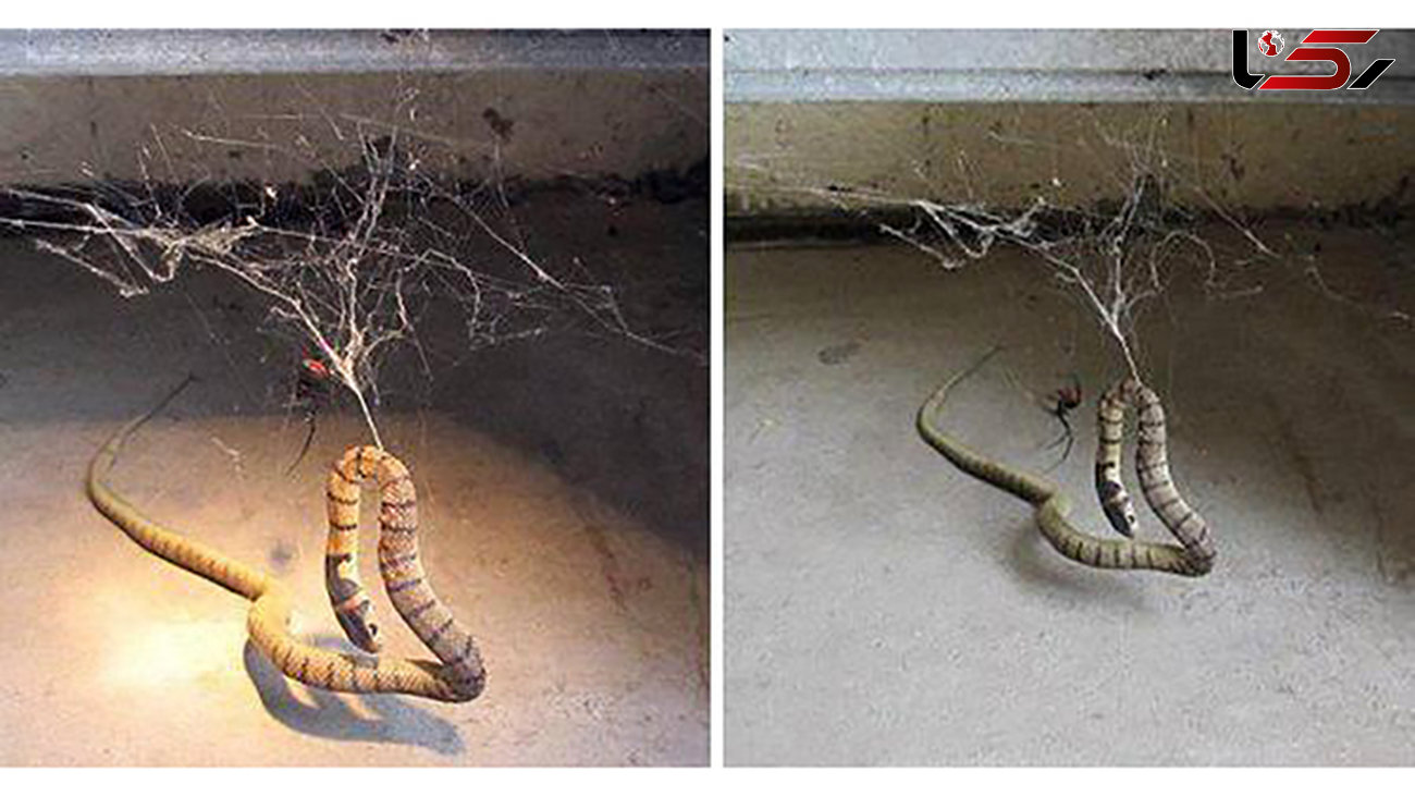 نبرد حیرت انگیز میان مار و عنکبوت+تصاویر 