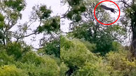 پرش حیرت‌انگیز یک پلنگ برای شکار میمون روی درخت