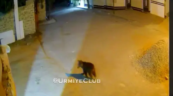 مشاهده توله‌خرس کوچولو در شهرک شهریار 