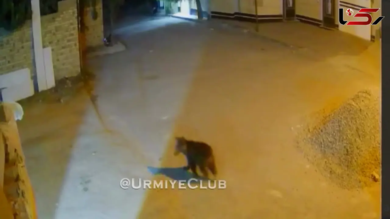 مشاهده توله‌خرس کوچولو در شهرک شهریار 