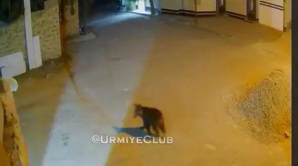 مشاهده توله‌خرس کوچولو در شهرک شهریار 