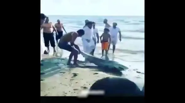 فاجعه در جنوب ایران / مردم بی رحمانه کوسه را از آب بیرون کشیدند + فیلم