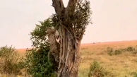 فیلم هیجان انگیز حمل لاشه آهو به بالای درخت توسط  پلنگ !