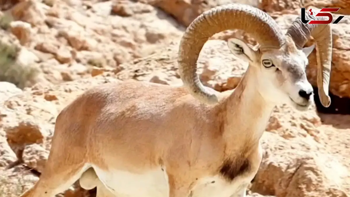 فیلم لحظه زیبای نوشیدن آب توسط قوچ کرمانی