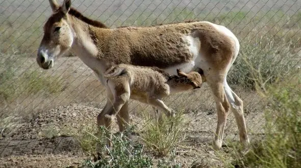 جمعیت گورخرهای ایرانی در ابرکوه به 18 راس رسید