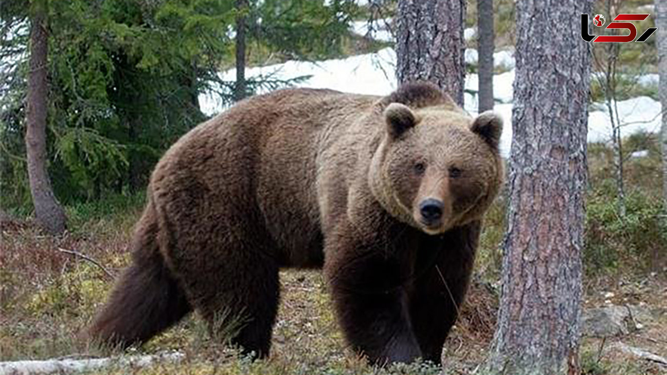علت مرگ توله خرس سیاه آسیایی مشخص شد