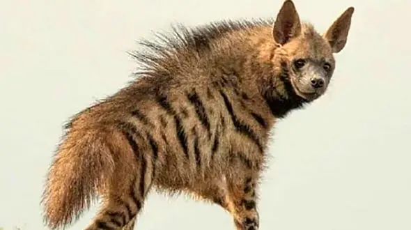 حمله خونین کفتارهای گرسنه به 2 نفر در بم + فیلم و جزییات