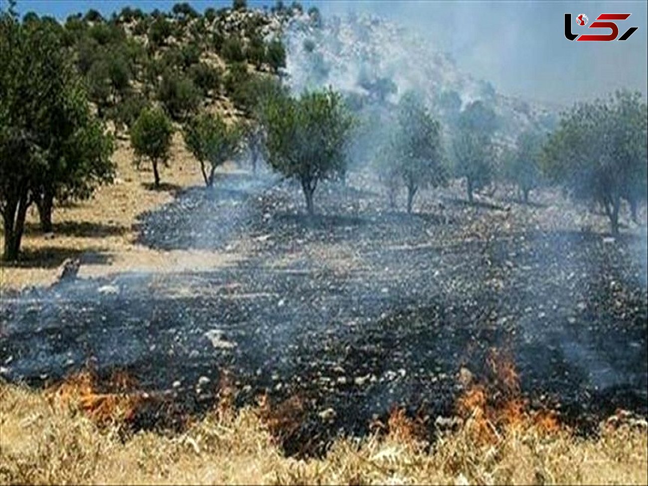 4 هزار متر از اراضی جنگل کمان گرکلا قائمشهر در آتش سوخت