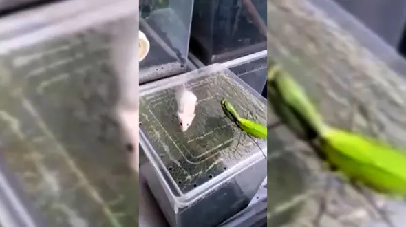 شکار دلخراش موش توسط مانتیس + فیلم باورنکردنی