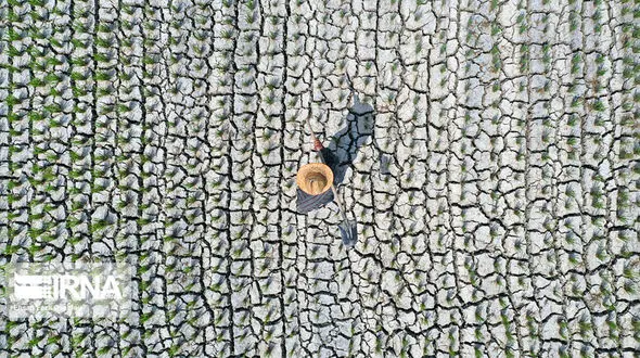 تصاویری از تشنگی در شالیزار