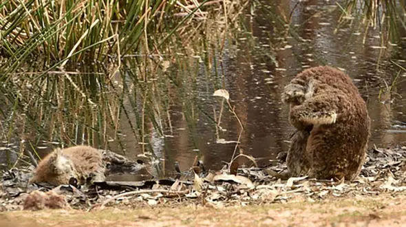 عکسی دردناک از عزاداری یک کوالا