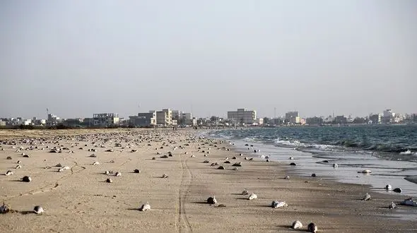 مدیران شیلات در ماجرای مرگ گربه ماهی ها آدرس غلط می دهند /  صید ترال گزینه اصلی 