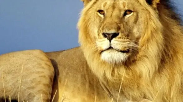 از پادشاهِ خون‌آلود تا عقابی که لنز را به چالش می‌کشد