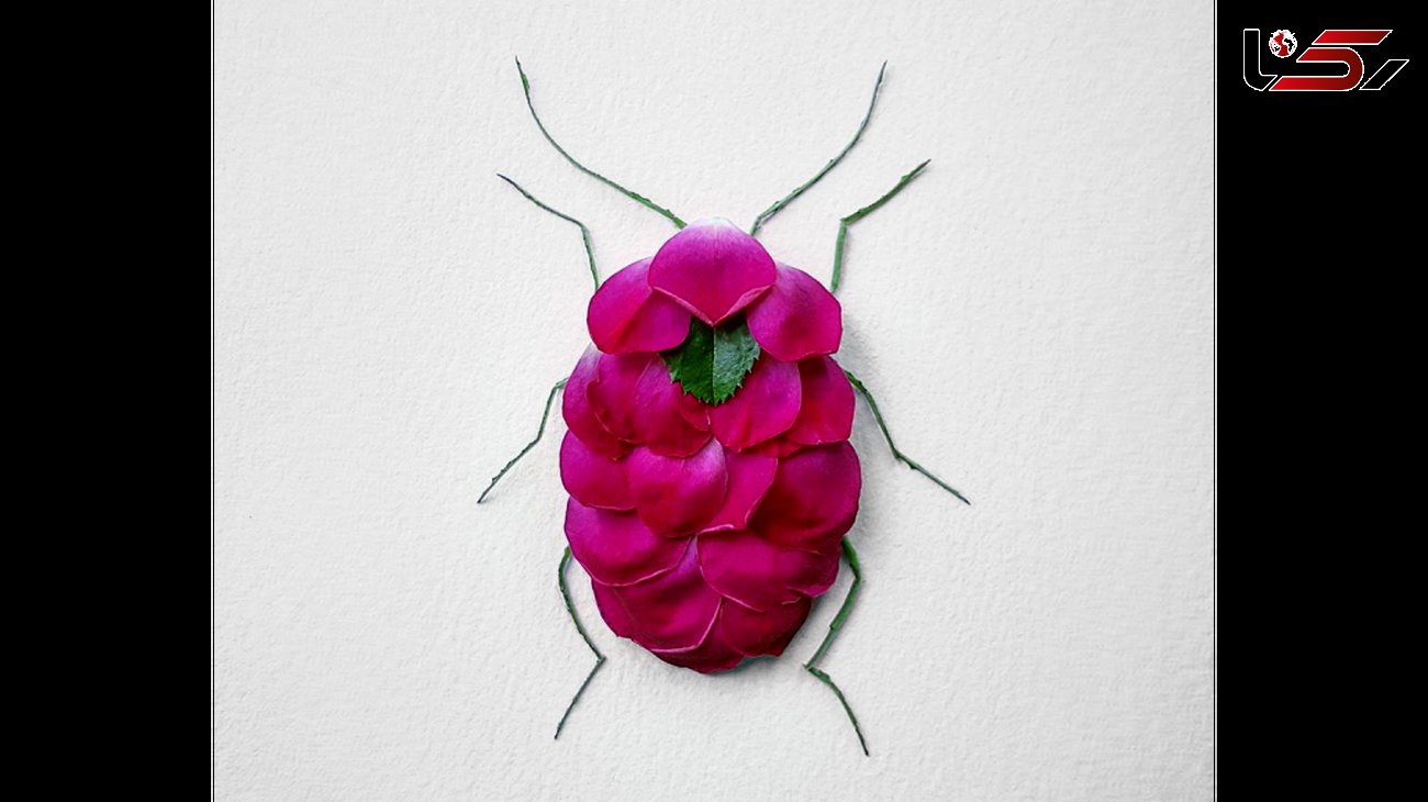 خلاقیت جالب یک هنرمند در نمایش حشرات و بندپایان +عکس های دیدنی 