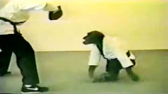 کمربند مشکی تکواندو به این میمون رسید + فیلم