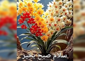 فال و طالع بینی روزانه 16 اردیبهشت + فیلم 