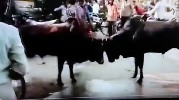 عاقبت وحشتناک ایستان یک مرد وسط دعوای دو گاو + فیلم