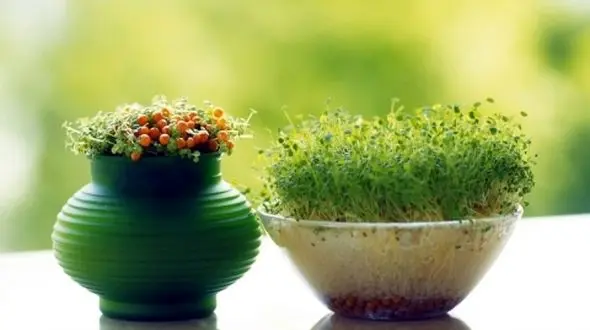 بهترین روش های کاشت سبزه عید 