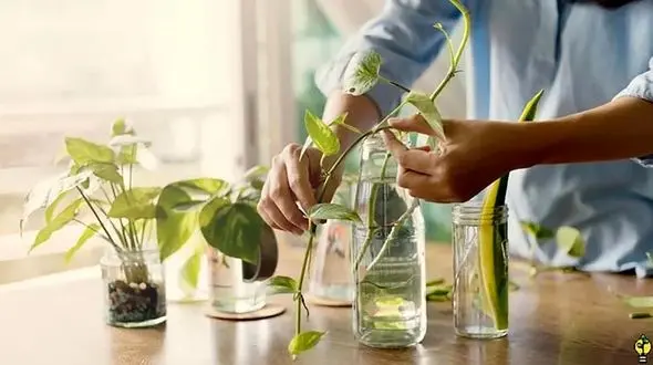 برای ریشه زایی گیاه چه باید کرد؟