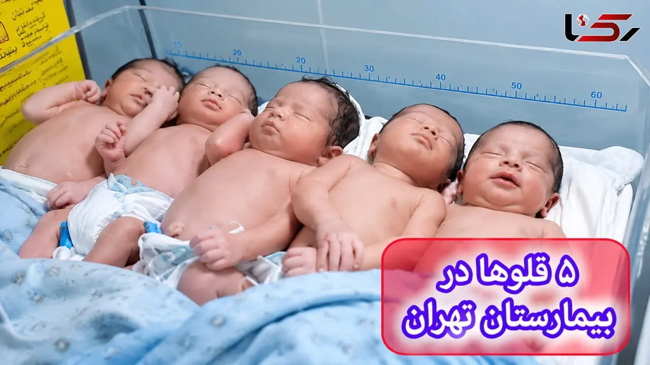به دنیا آمدن 5 قلوهای مریوانی در تاریخ رند 1405 + فیلم و عکس