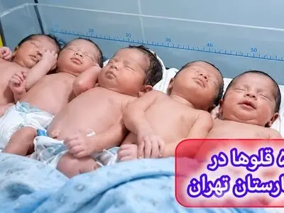 به دنیا آمدن 5 قلوهای مریوانی در تاریخ رند 1405 + فیلم و عکس