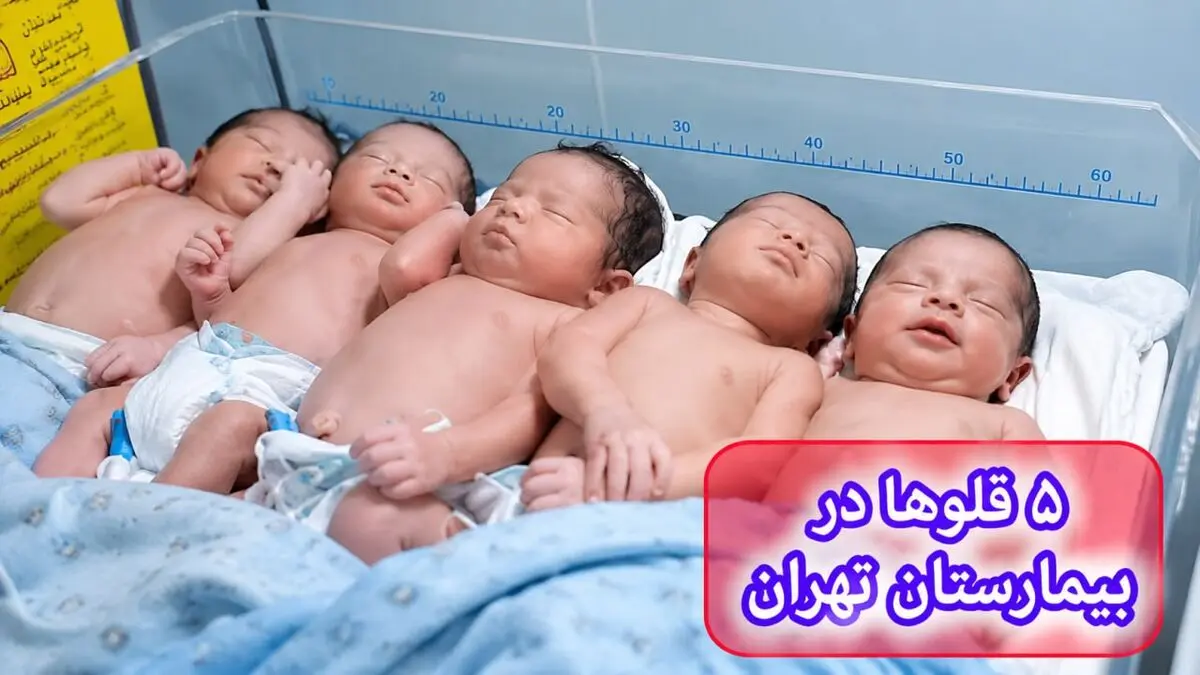به دنیا آمدن 5 قلوهای مریوانی در تاریخ رند 1405 و عکس