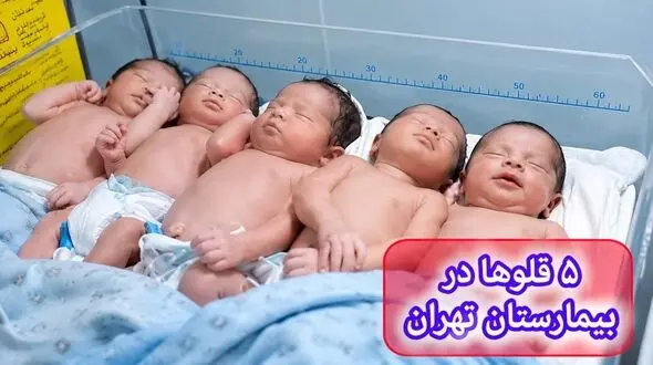 به دنیا آمدن 5 قلوهای مریوانی در تاریخ رند 1405 + فیلم و عکس