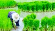 کشت برنج برای  گلستان یک بحران است 