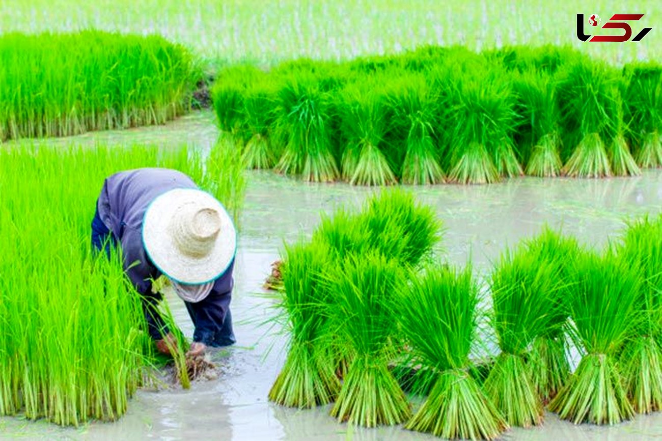 کشت برنج برای  گلستان یک بحران است 