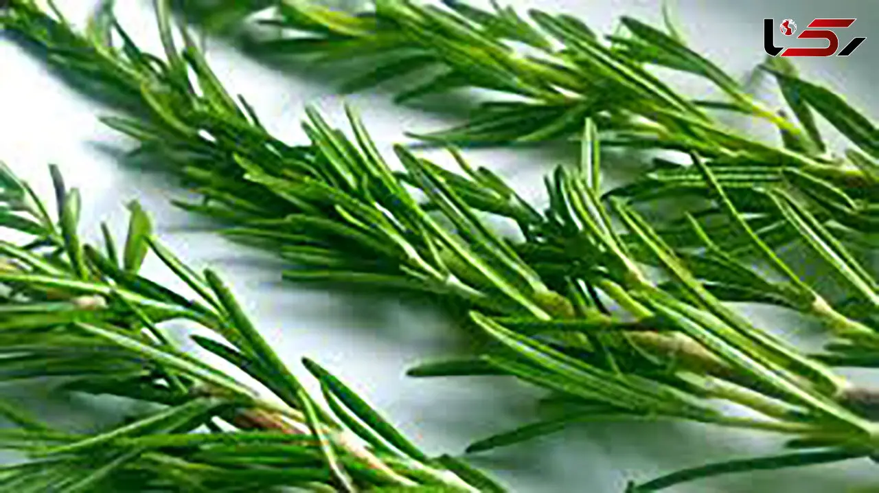 خواص دارویی رزماری و اسطوخودوس برای سالمندان