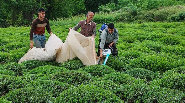چایکاران ایرانی در آستانه ورشکستگی هستند + سند