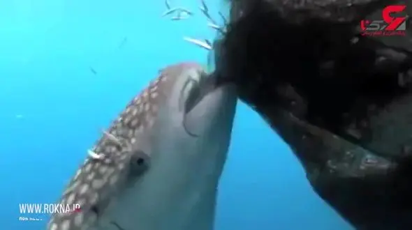 غذاخوردن وال سفید از تور ماهی های صید شده + فیلم