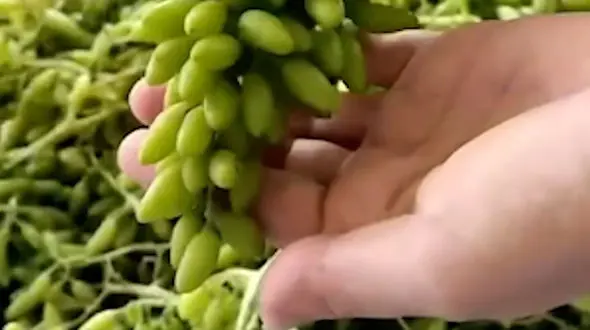 طرز تهیه رب غوره و آبغوره خانگی + فیلم