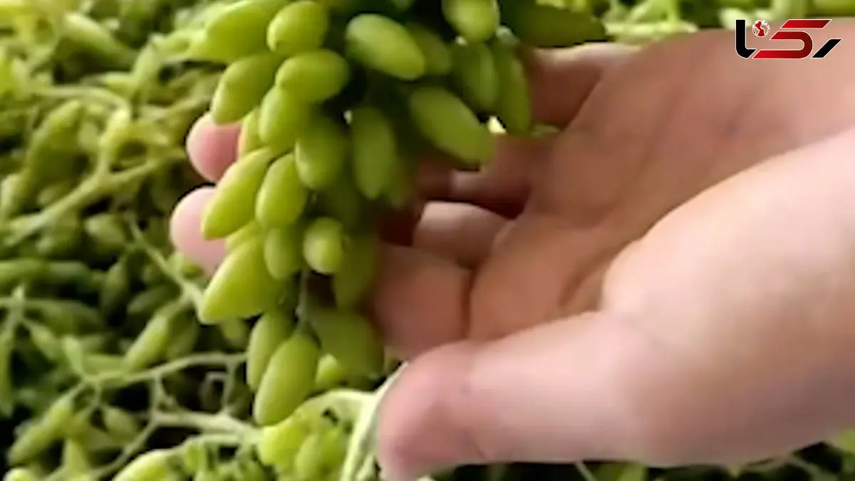 طرز تهیه رب غوره و آبغوره خانگی + فیلم