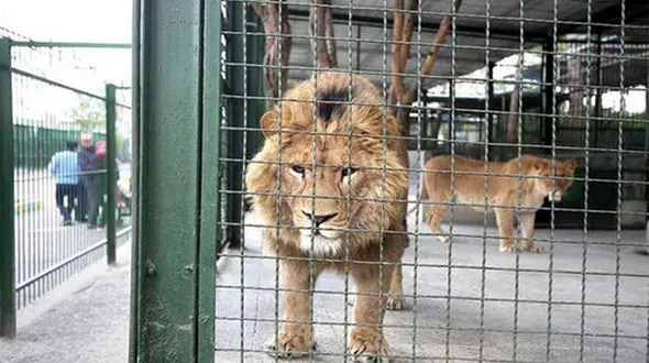 باغ وحش ها ستاره دار می شوند