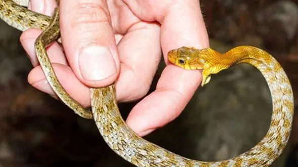 راز خطرناک مردی که خود را 18 سال با سم مار مسموم کرد