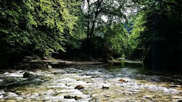 راز جنگل نفرین شده در مشهد  / جیغ و زوزه هایی هنوز دلیلی برایش پیدا نشده + تصاویر 