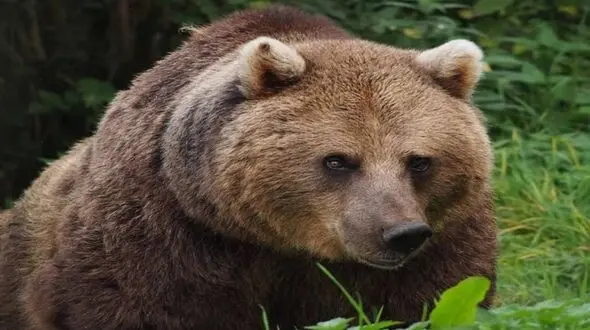 حمله هولناک خرس قهوه ای جوان  بروجنی را زیر تیغ جراحی برد