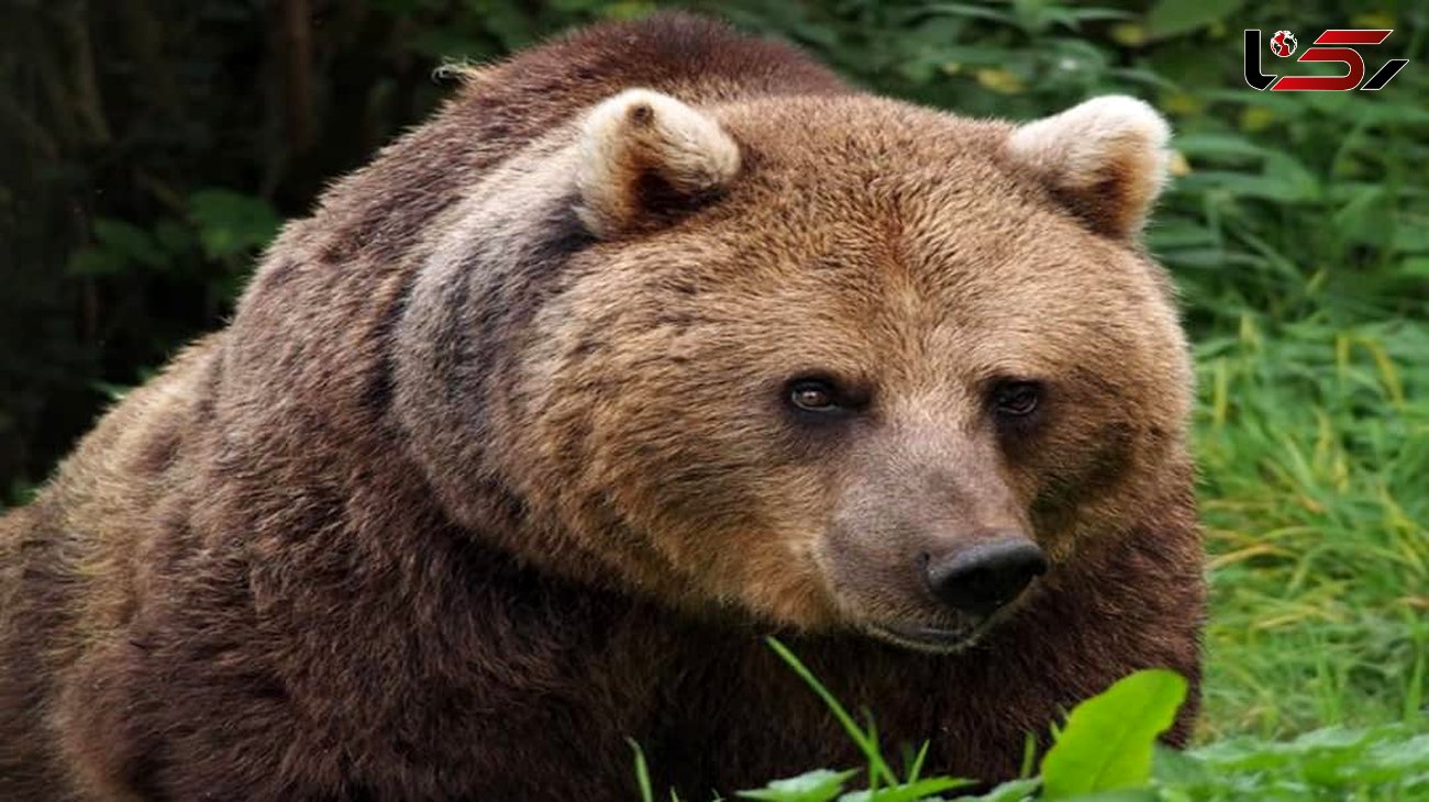 حمله خرس خشمگین به مرد ۴۵ساله در کوه چاهن