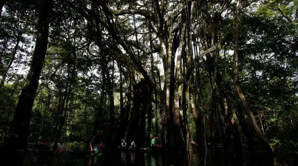 ماجرایی عجیب و باورنکردنی درباره درختان