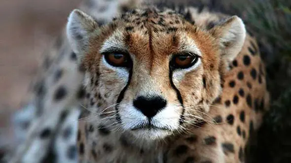 از آب دادن به مار مامبای سیاه سمی تا صدای جالب یوز مادر بعد از شکار