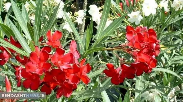 گُل‌ زیبایی که باعث ایست قلبی می‌شود