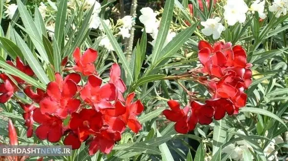 گُل‌ زیبایی که باعث ایست قلبی می‌شود