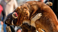 فیلم / مسابقات سگ‌ها در اوضاع کرونایی/ 17 سگ باز دستگیر شدند