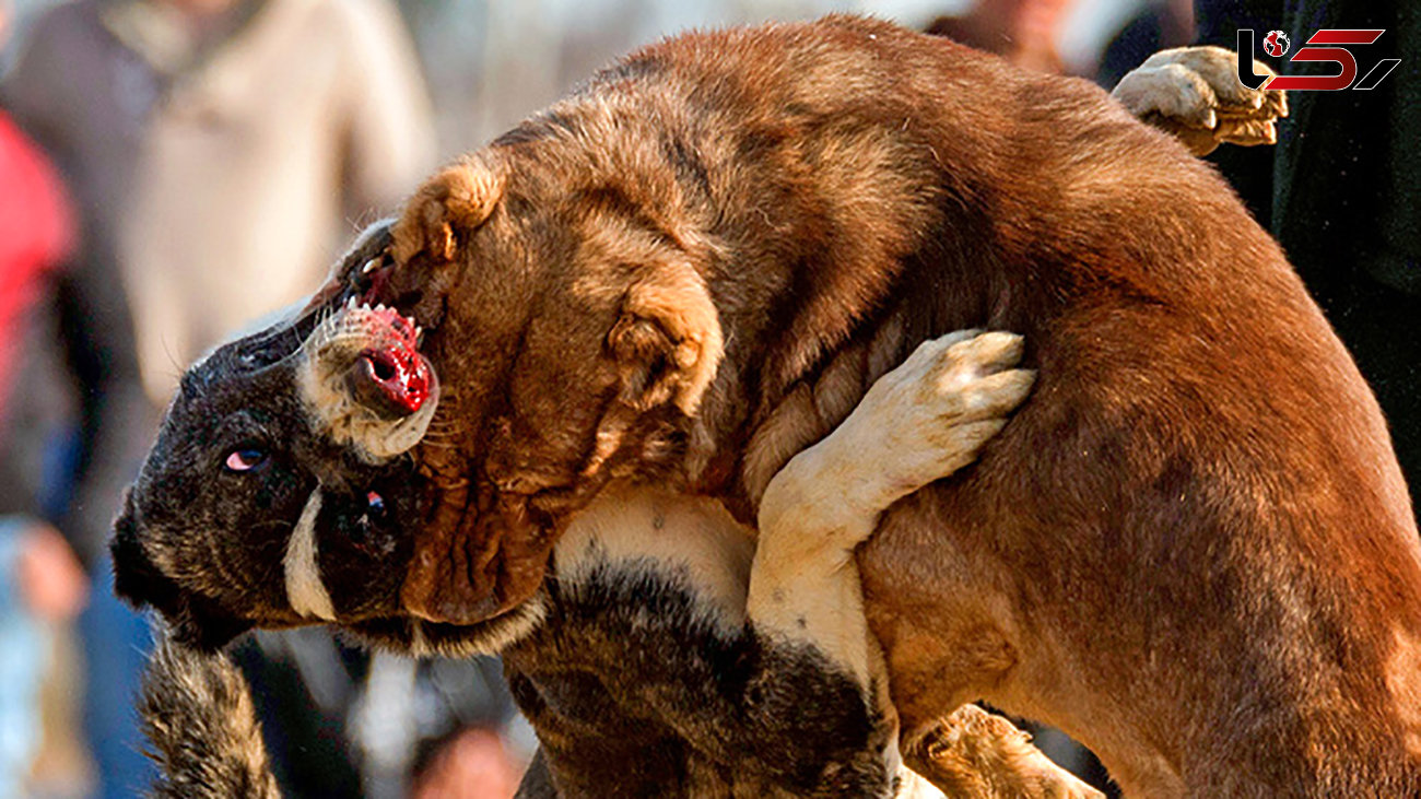 فیلم / مسابقات سگ‌ها در اوضاع کرونایی/ 17 سگ باز دستگیر شدند