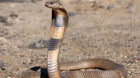 حمام کردن مار را ببینید | فیلم