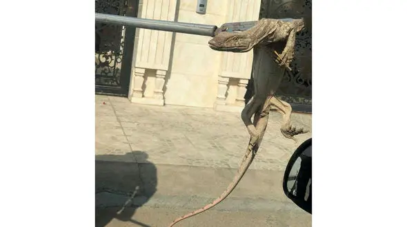 پیدا شدن خزنده ای وحشتناک در خیابان های تهران + عکس