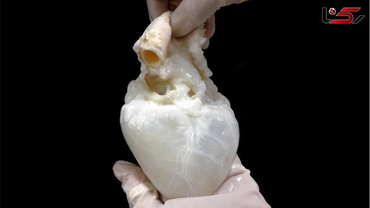 این قلب آزمایشگاهی که مشکل کمبود اهدای عضو را حل می کند ! + جزئیات