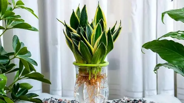 تکثیر سانسوریا: کدام روش بهتر است، آب یا خاک؟