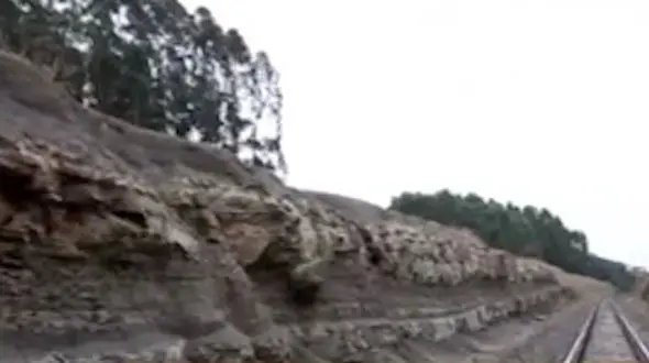 عجیب ترین جنگل جهان + فیلم 